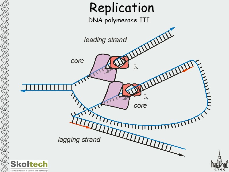 Replication DNA polymerase III